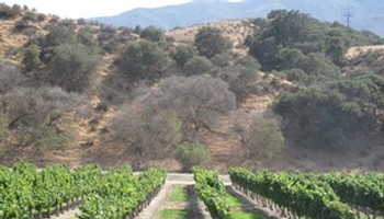 Wrath Vineyard Rows of Grapes